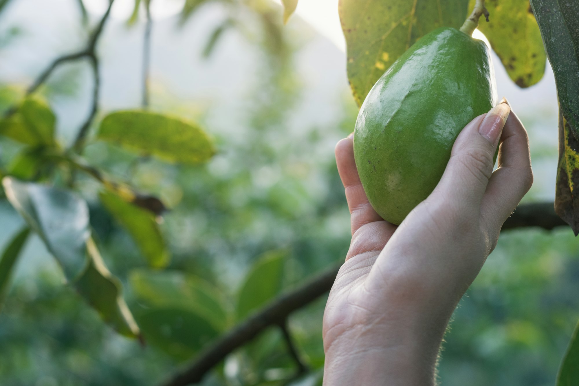 latin peasant girl grabbing a Papelillo avocado straight from the tree to consume as a health food