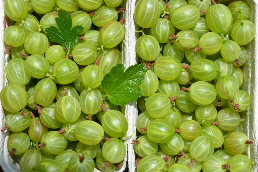 Gooseberries, Ribes uva-crispa