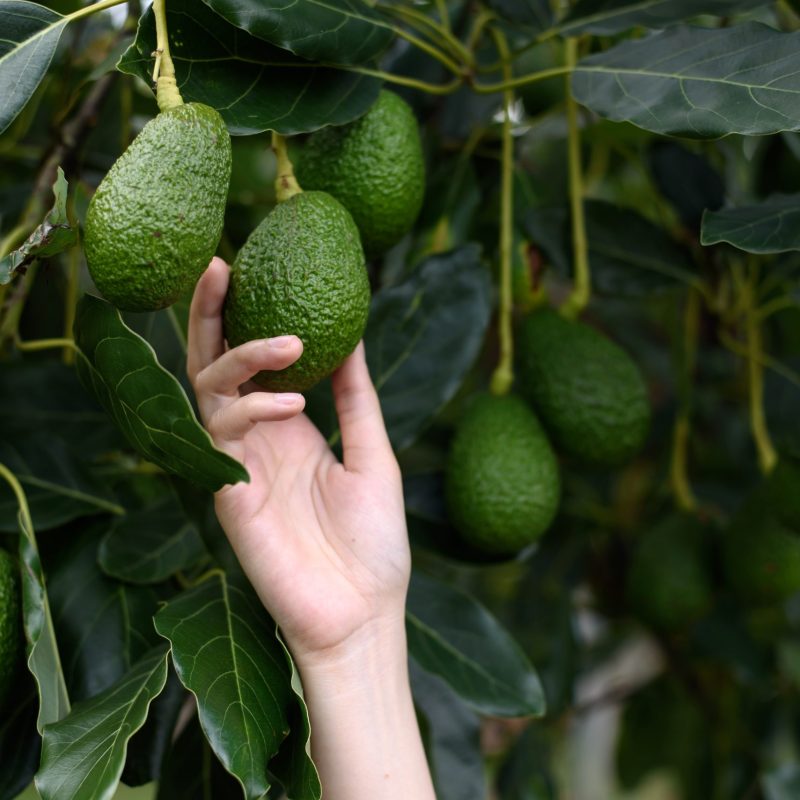 Woman's hands harvesting fresh ripe organic Hass Avocado